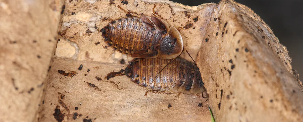 Dubia Roach 265275855 extended small copy