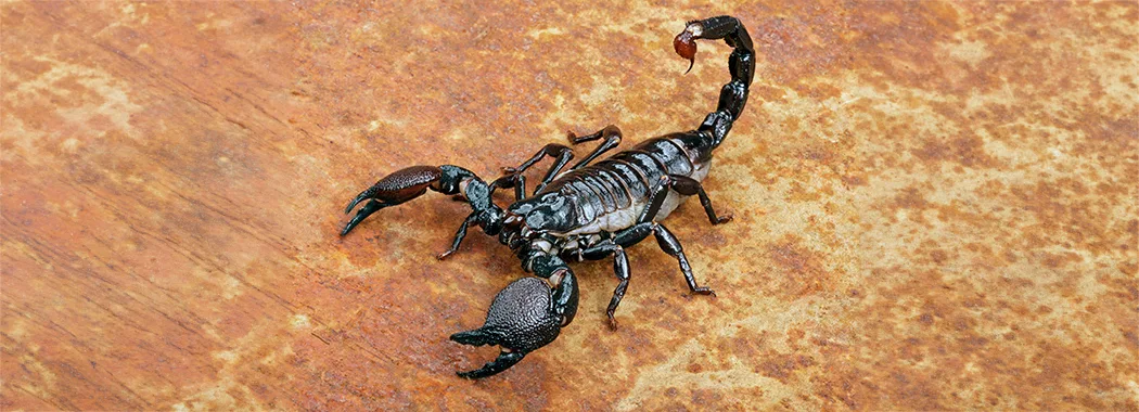 Emperor scorpion 77959219 extended copy