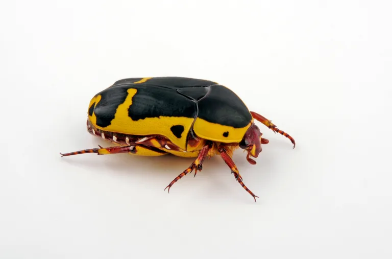 Garden Fruit Chafer beetle 237862847