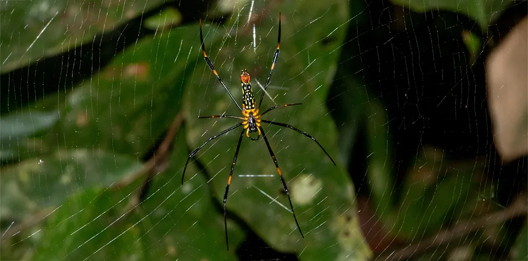 Golden Silk Orb Weaver 1868411306 small copy