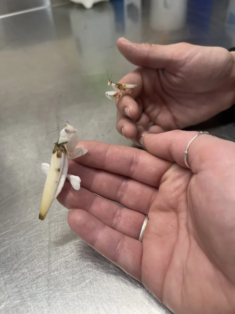 Orchid Mantis female and male Credit Elaina Trebino