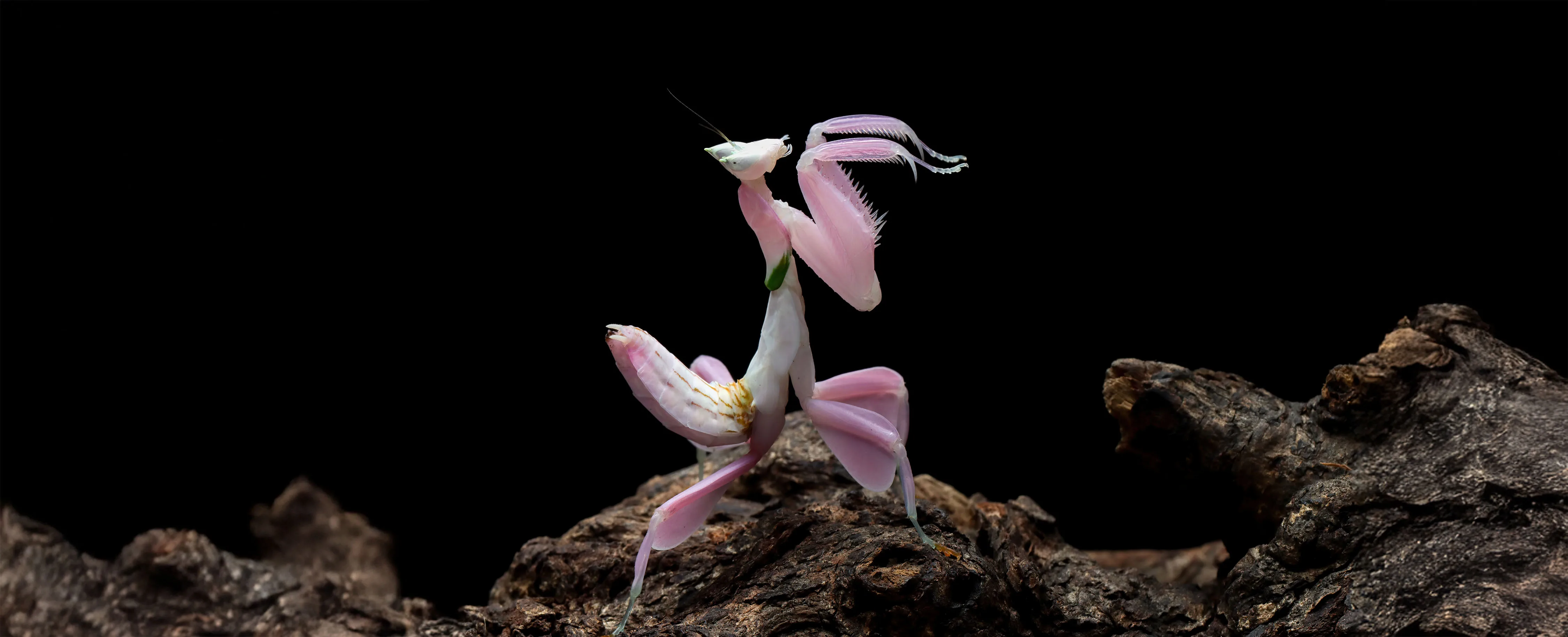 Orchid mantis extended copy