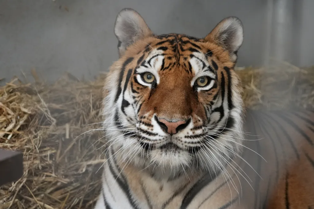 Sitara Credit Oakland Zoo