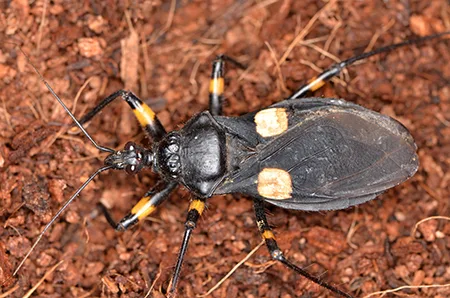 White eyed assassin bug 367707884 small