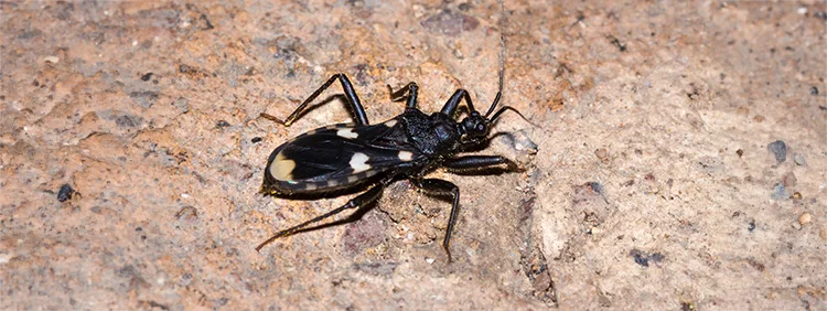 White eyed assassin bug 160534437 small
