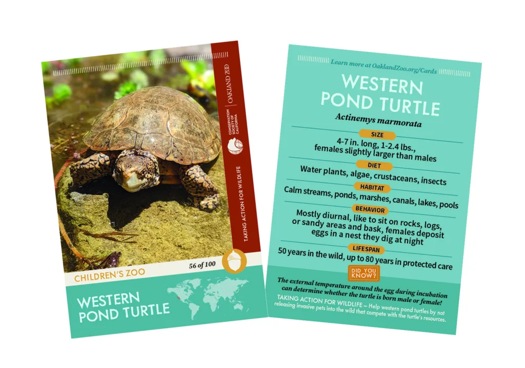 56 Western Pond Turtle Front copy4 copy
