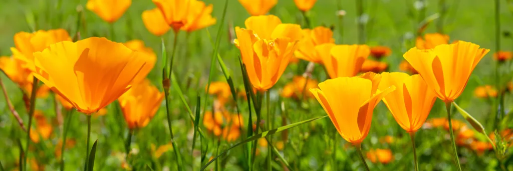 Poppies reduced